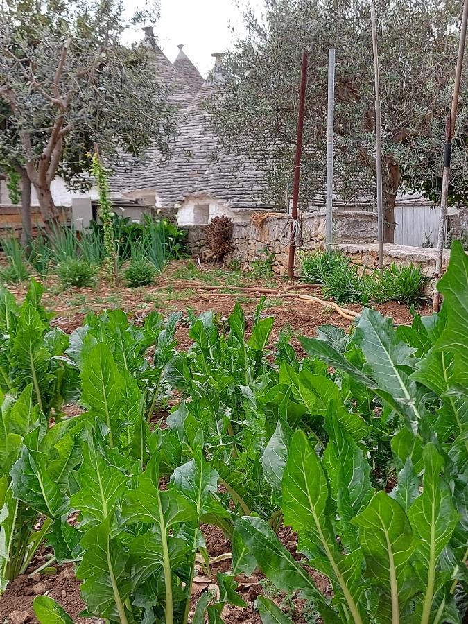 Villa Il Trullo Di Giada E Mattia Alberobello Exterior foto